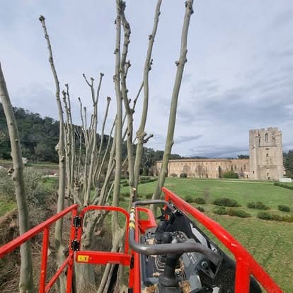 Alignement de platanes taillés en tête de chat, l’abbaye de Lagrasse en arrière-plan