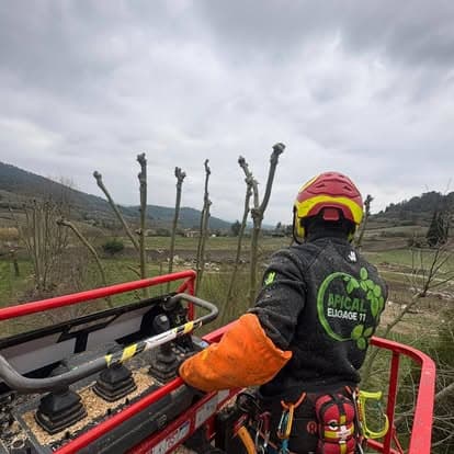 Arboriste dans le panier de la nacelle face à l'alignement de platanes fraîchement taillés