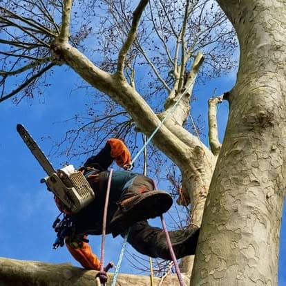 Grimpeur sur corde, tronçonneuse à la ceinture, dans les charpentières d’un grand platane