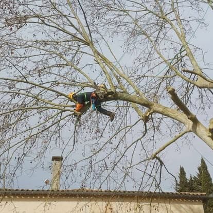 Grimpeur en hauteur dans un grand platane dénudé, au-dessus de la toiture d'une maison