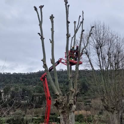 Panier de nacelle positionné en hauteur entre les charpentières d'un platane, collines à l'arrière-plan