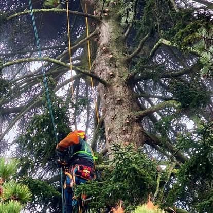 Grimpeur sur cordes le long du tronc d'un grand conifère, cordes bleue et jaune tendues