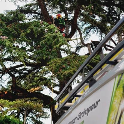 Grimpeur visible dans le houppier d'un cèdre, vu depuis le toit du véhicule de l'entreprise