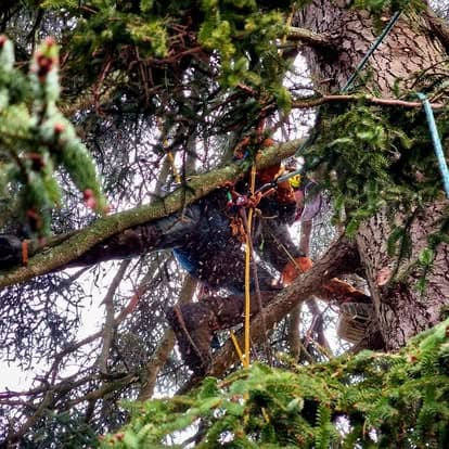 Arboriste en pleine coupe dans le houppier dense d'un conifère, sciure en suspension