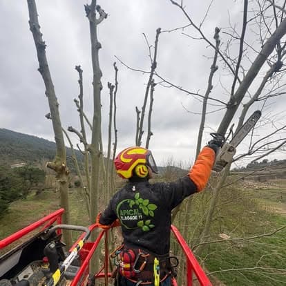 Arboriste d’Apical Élagage 11 dans le panier d’une nacelle, perche d’élagage levée vers un platane