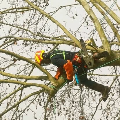 Arboriste allongé le long d'une charpentière de platane, casque orange et jaune, en cours de coupe
